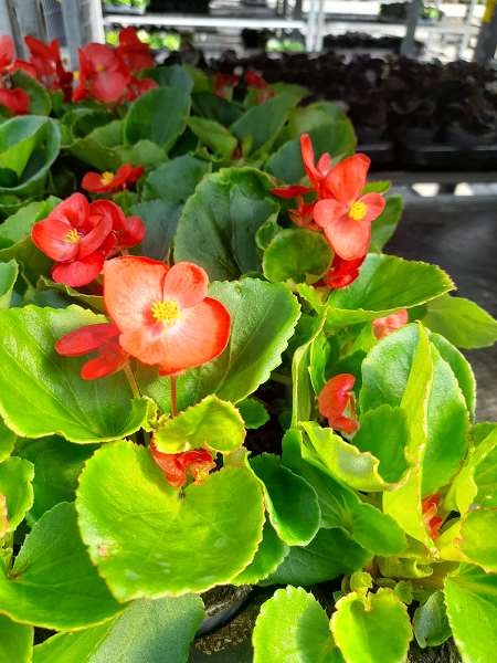 Begonia SEMPERFLORENS