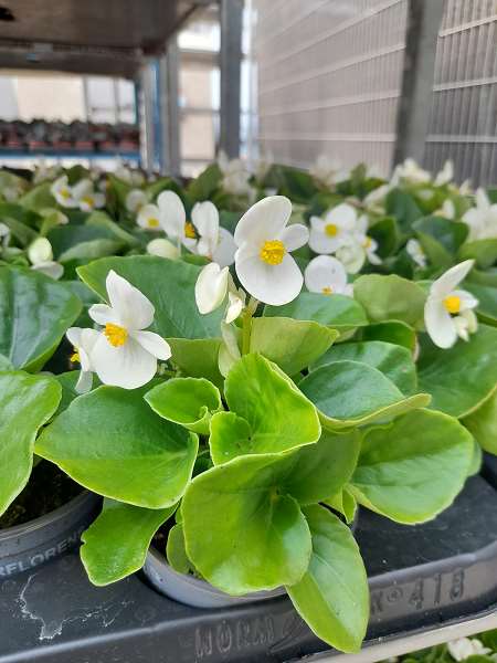 Begonia SEMPERFLORENS