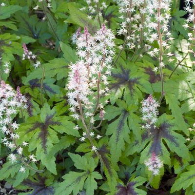 Tiarella 'Sugar and Spice'
