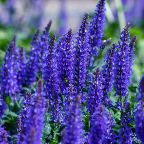 Salvia