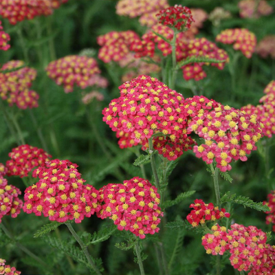 Achillea 'Paprika'