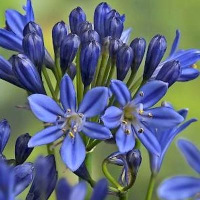 Agapanthus 'Summer Love Blue'