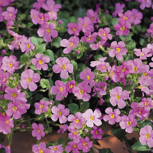 Bacopa Pink & White