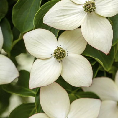 Cornus