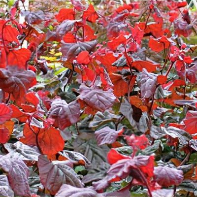 Corylus avellana 'Red Majestic'
