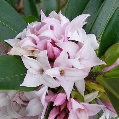 Daphne 'Perfume Princess'