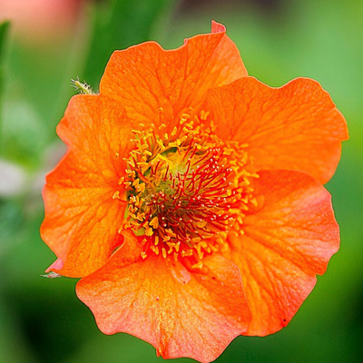 Geum 'Totally Tangerine'