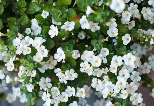 Bacopa Pink & White