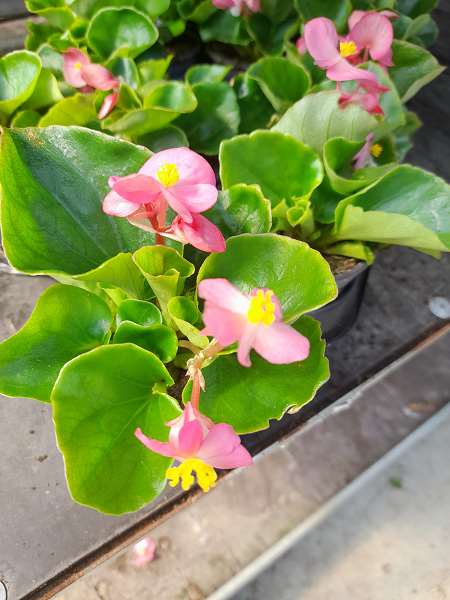 Begonia SEMPERFLORENS