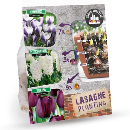 Royal De Ree Holland Pink Lasagne Mix: Daffodil Replete, Hyacinthus Pink Pearl, Tulip Toronto 11 Bulbs Ready for Planting Now