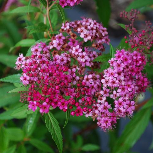 Spiraea japonica 'Anthony Waterer'&nbsp;