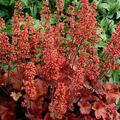 Heuchera 'Cherry Cola'