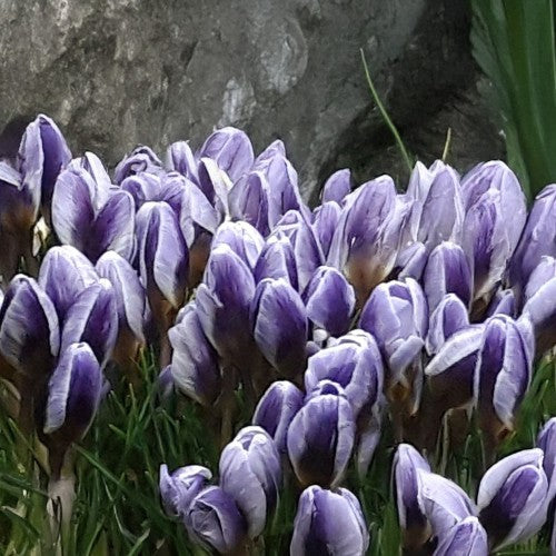 Royal De Ree Holland Pink Lasagne Mix: Daffodil Replete, Hyacinthus Pink Pearl, Tulip Toronto 11 Bulbs Ready for Planting Now