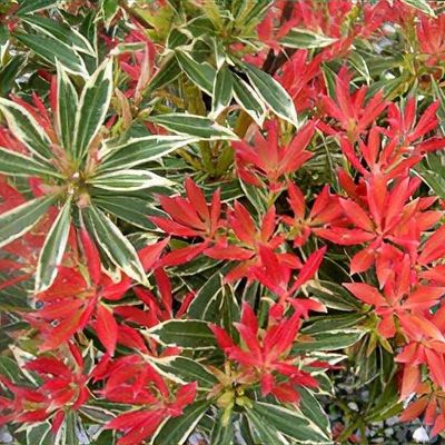 Pieris japonica 'Flaming Silver'&nbsp;