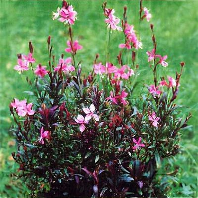 Oenothera lindheimeri 'Blaze'