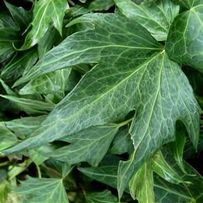 Hedera helix 'Green Ripple'