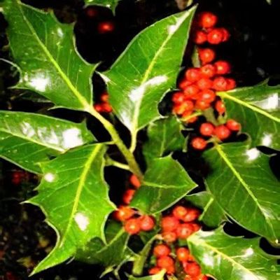 Ilex aquifolium 'Alaska'