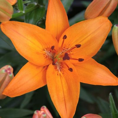 Lilium 'Abbeville's Pride'