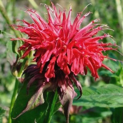 Monarda 'Cambridge Scarlet'