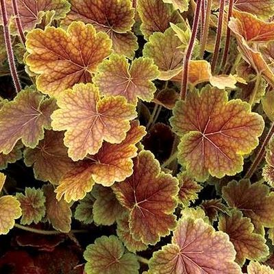 Heuchera 'Northern Exposure Sienna'