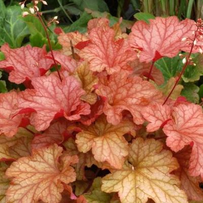 Heuchera 'Paprika'