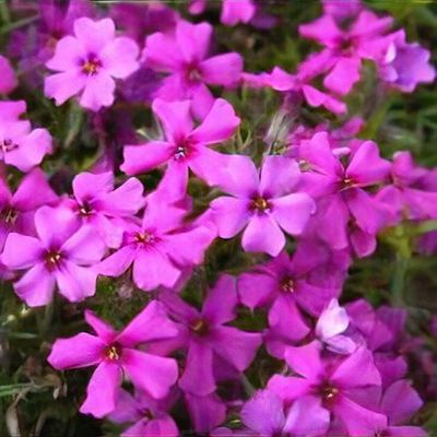 Phlox subulata 'Early Spring Dark Pink'