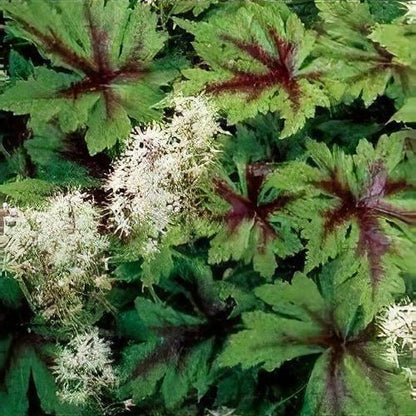 Tiarella 'Sugar and Spice'