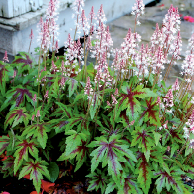 Tiarella 'Sugar and Spice'