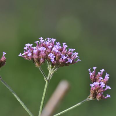 Verbena bonariensis