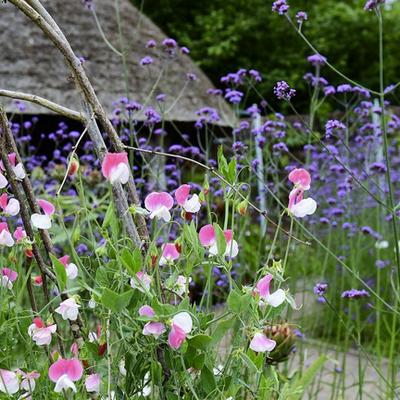 Verbena bonariensis