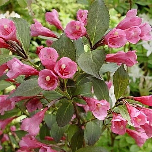 Weigela florida