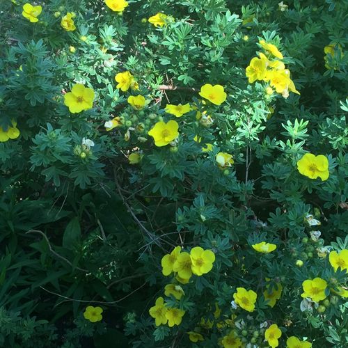 Potentilla 'Goldfinger'