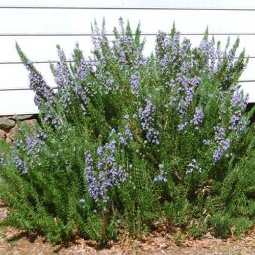 Salvia
