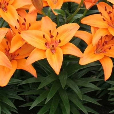 Lilium 'Abbeville's Pride'