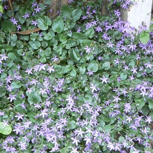 Campanula 'Samantha'