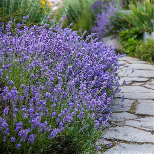Lavandula angustifolia 'Hidcote'