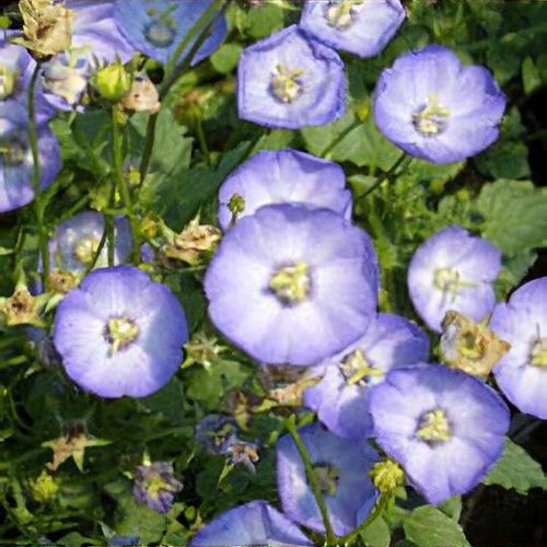 Campanula 'Samantha'