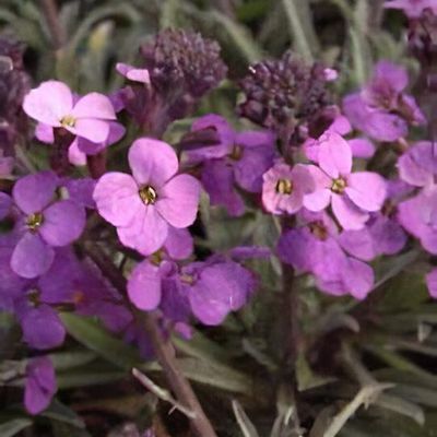 Erysimum 'Bowles's Mauve'
