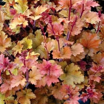 Heuchera 'Marmalade'