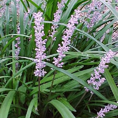 Liriope muscari