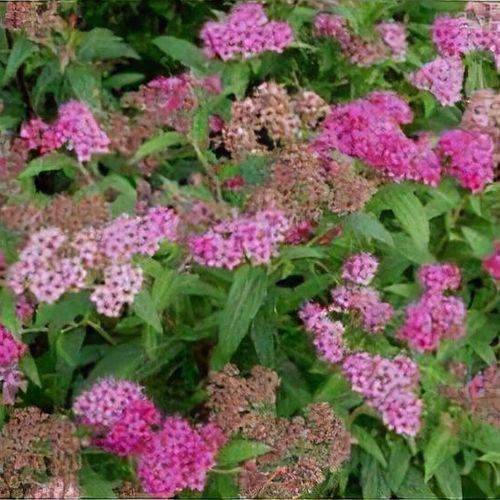 Spiraea japonica 'Anthony Waterer'&nbsp;
