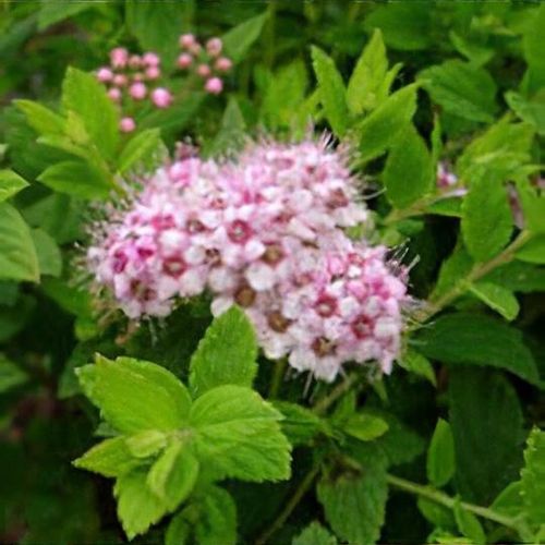 Spiraea japonica 'Little Princess'