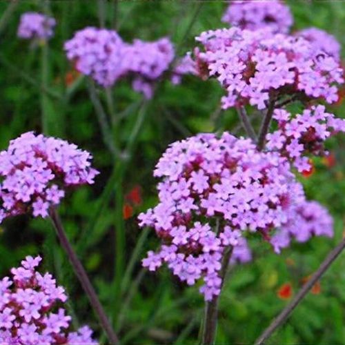 Verbena bonariensis