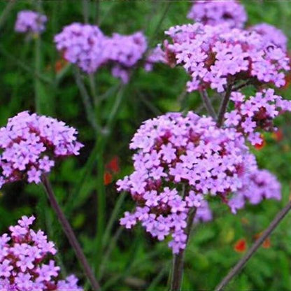 Verbena bonariensis