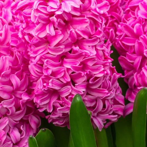 Royal De Ree Holland Pink Lasagne Mix: Daffodil Replete, Hyacinthus Pink Pearl, Tulip Toronto 11 Bulbs Ready for Planting Now
