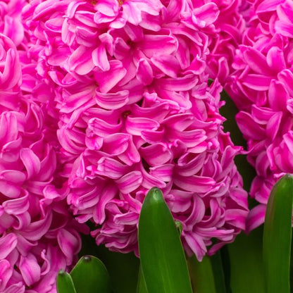 Royal De Ree Holland Pink Lasagne Mix: Daffodil Replete, Hyacinthus Pink Pearl, Tulip Toronto 11 Bulbs Ready for Planting Now
