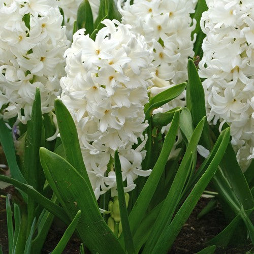 Royal De Ree Holland Pink Lasagne Mix: Daffodil Replete, Hyacinthus Pink Pearl, Tulip Toronto 11 Bulbs Ready for Planting Now