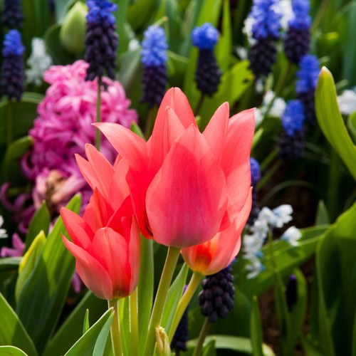 Royal De Ree Holland Pink Lasagne Mix: Daffodil Replete, Hyacinthus Pink Pearl, Tulip Toronto 11 Bulbs Ready for Planting Now
