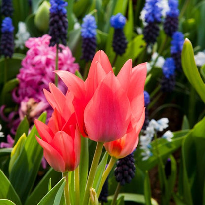Royal De Ree Holland Pink Lasagne Mix: Daffodil Replete, Hyacinthus Pink Pearl, Tulip Toronto 11 Bulbs Ready for Planting Now