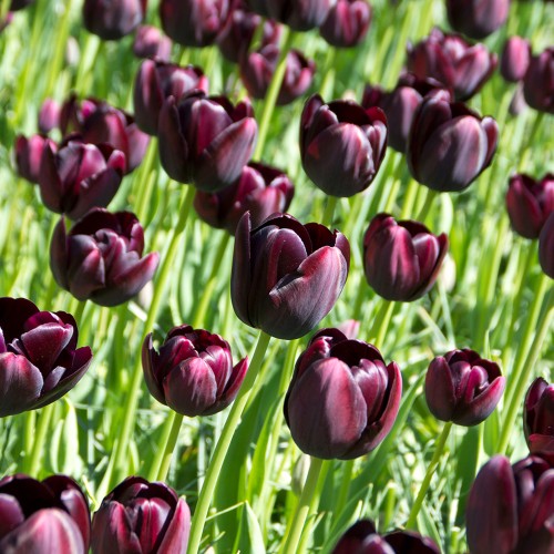 Royal De Ree Holland Pink Lasagne Mix: Daffodil Replete, Hyacinthus Pink Pearl, Tulip Toronto 11 Bulbs Ready for Planting Now
